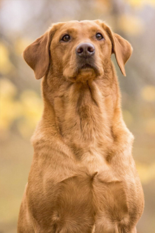 Tweedshot gundogs shop